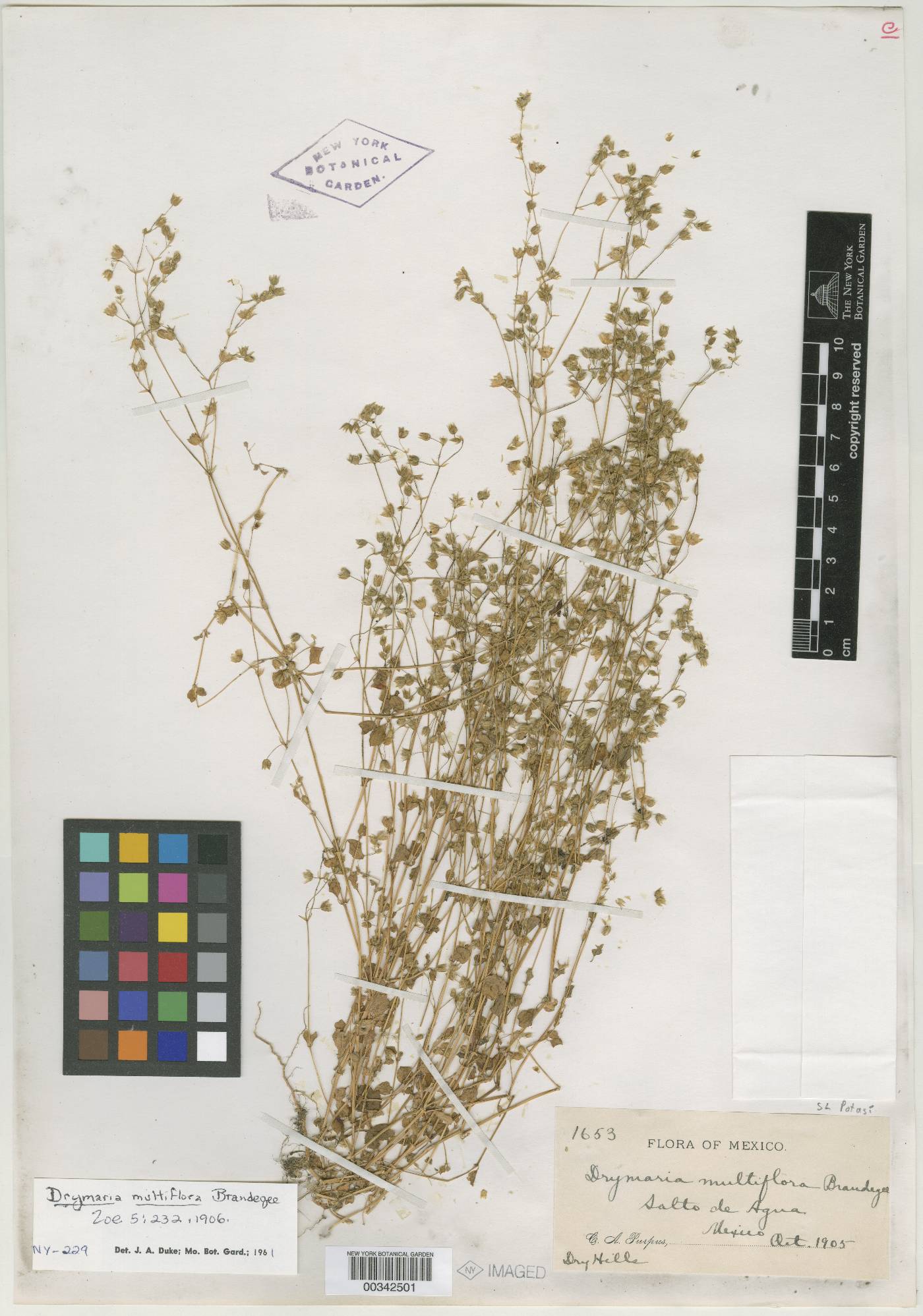 Drymaria multiflora image