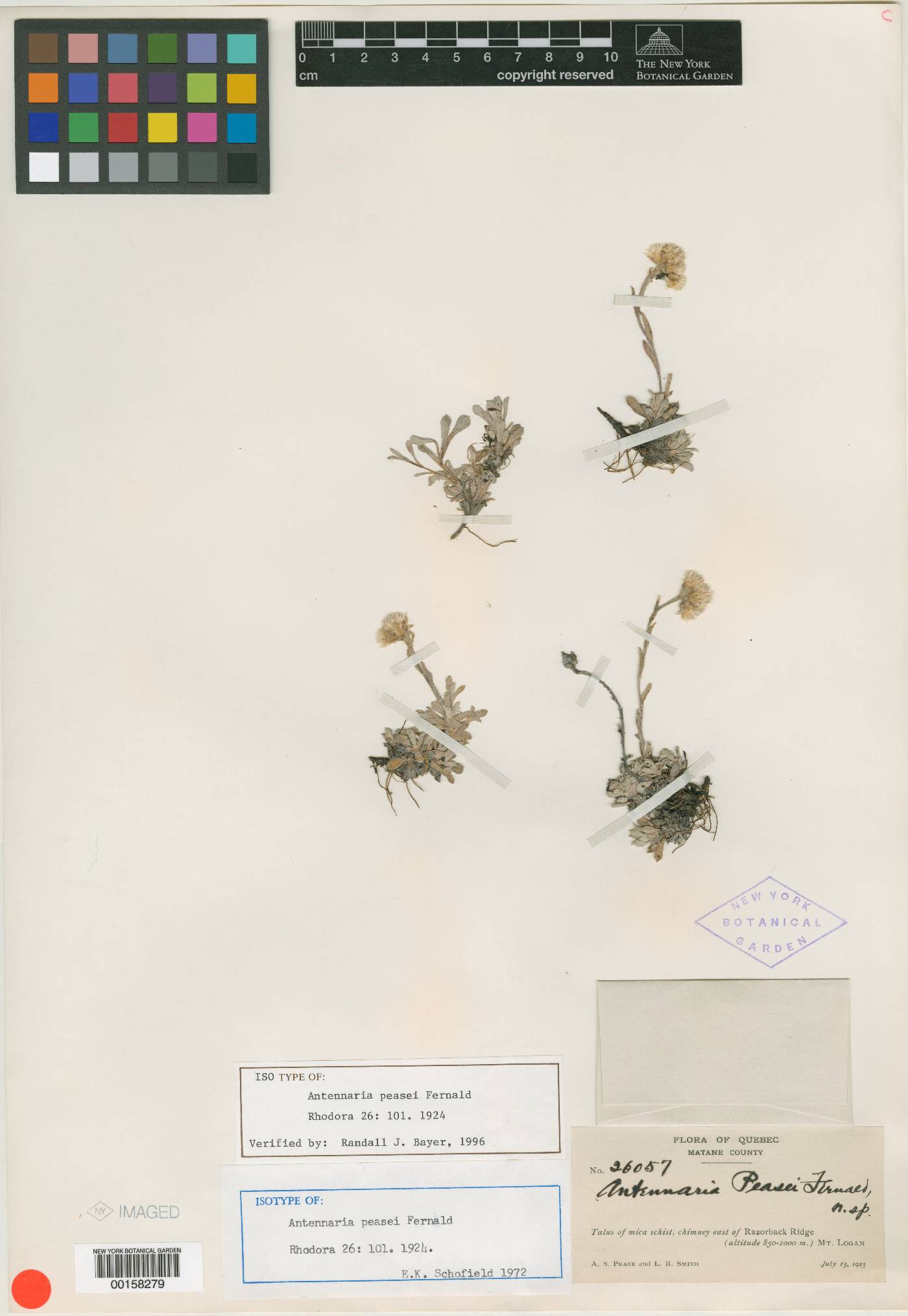 Antennaria rosea subsp. pulvinata image