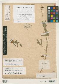 Trifolium longipes image