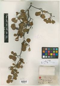 Crataegus visenda image