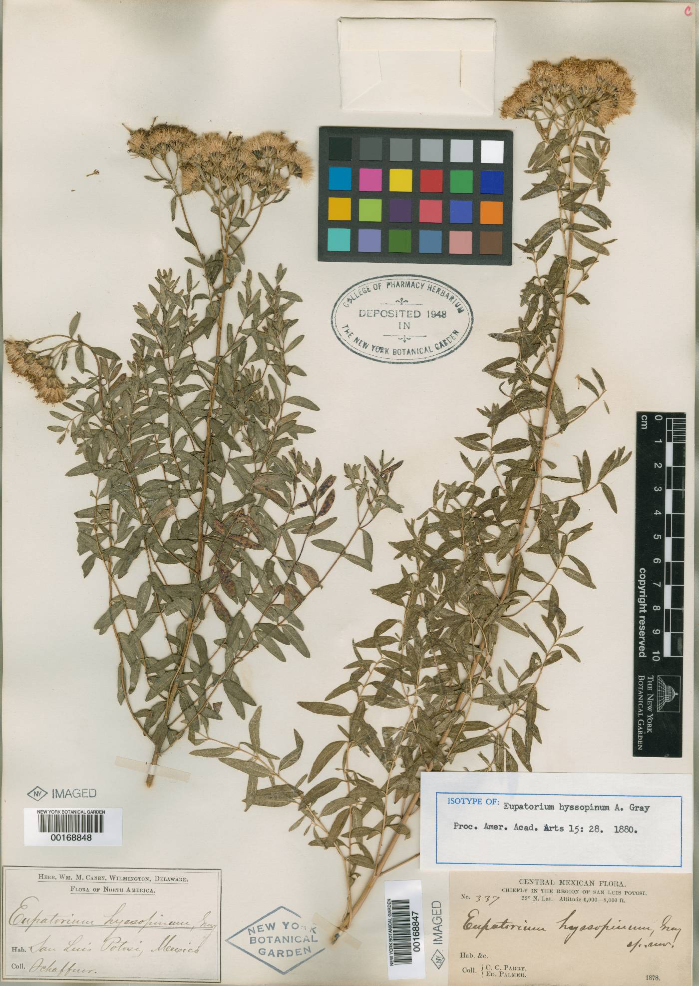 Ageratina hyssopina image