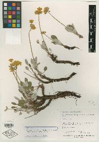Eriogonum jamesii var. flavescens image