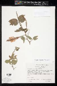 Pithecellobium lanceolatum image