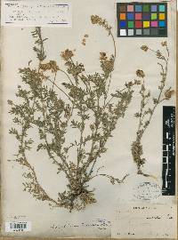 Astragalus hosackiae image