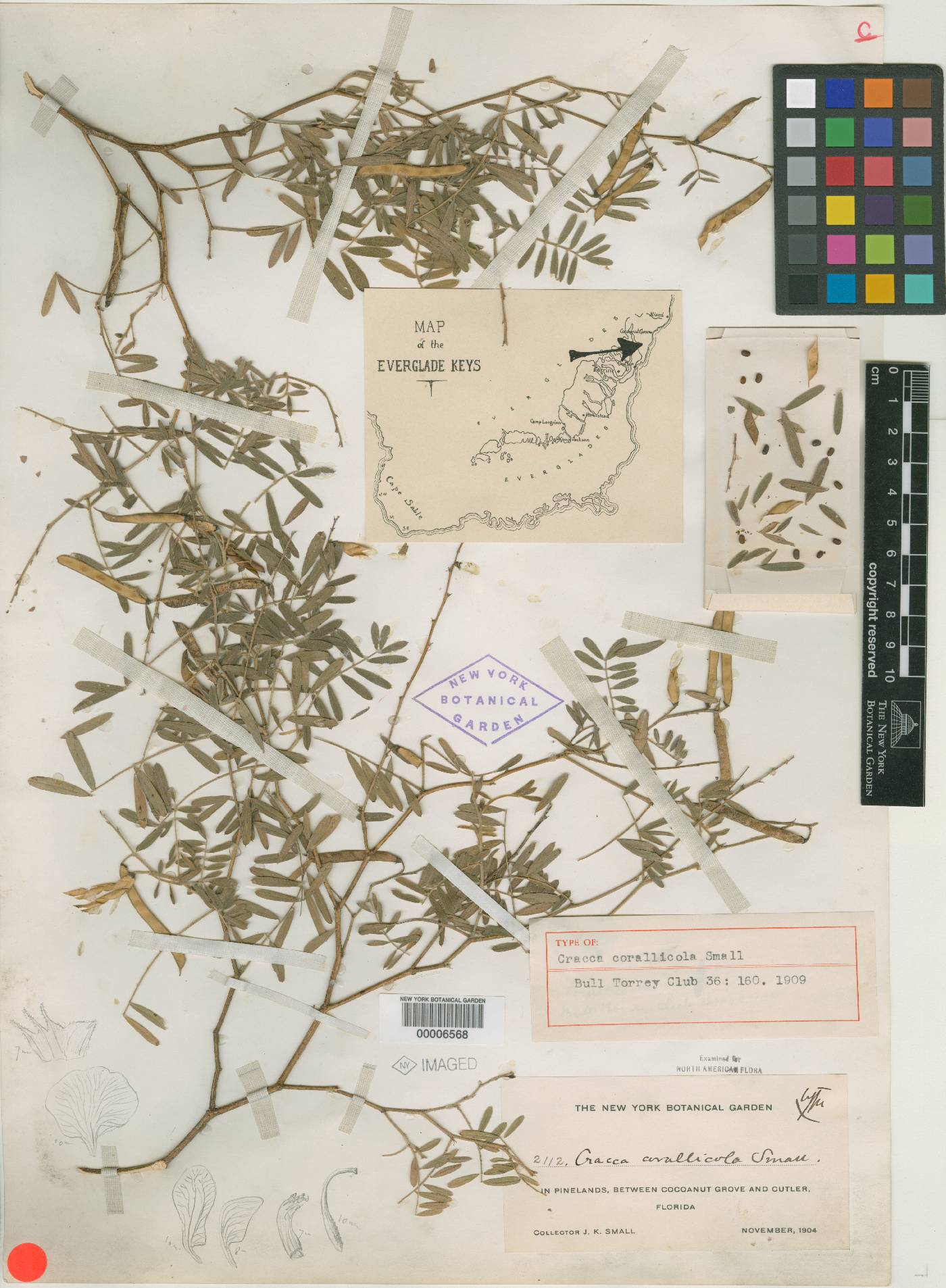 Cracca corallicola image