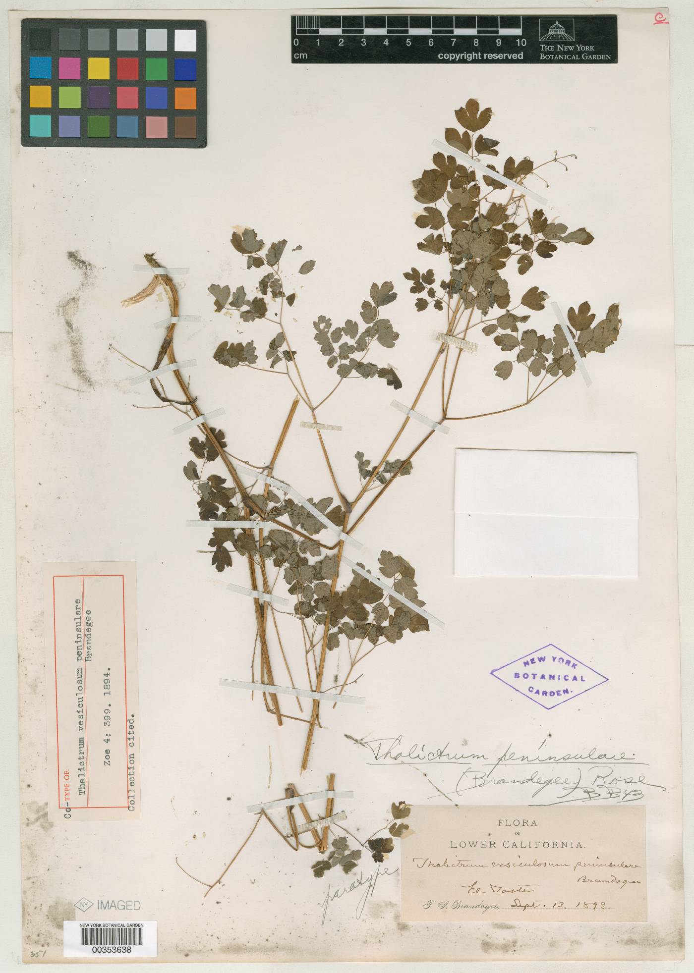 Thalictrum vesiculosum var. peninsulare image