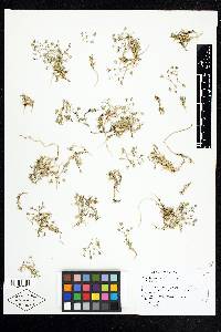 Sabulina nuttallii image