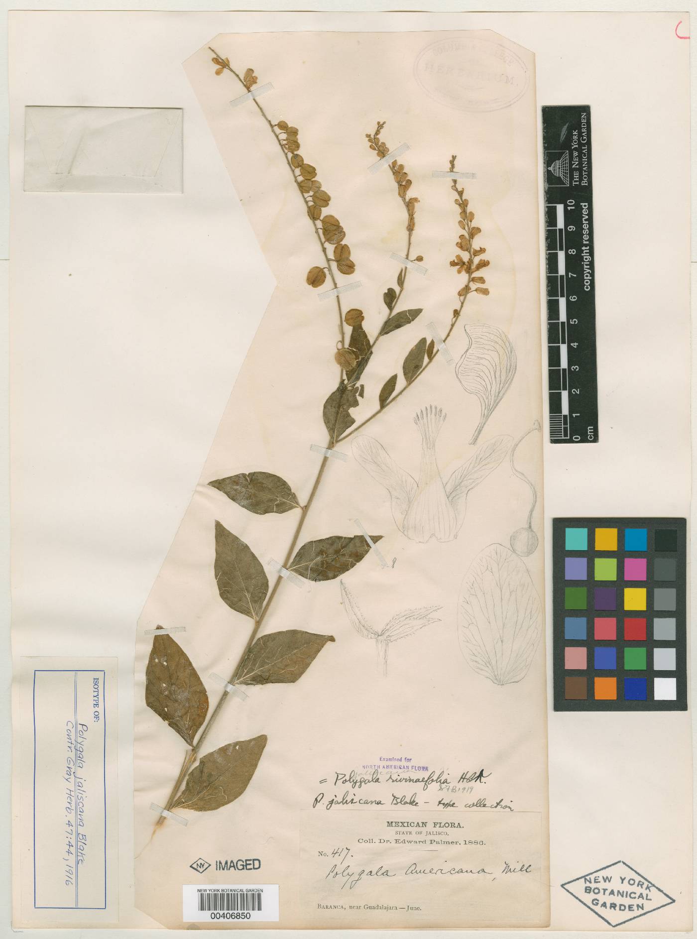 Polygala jaliscana image