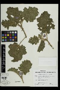 Solanum campanulatum image