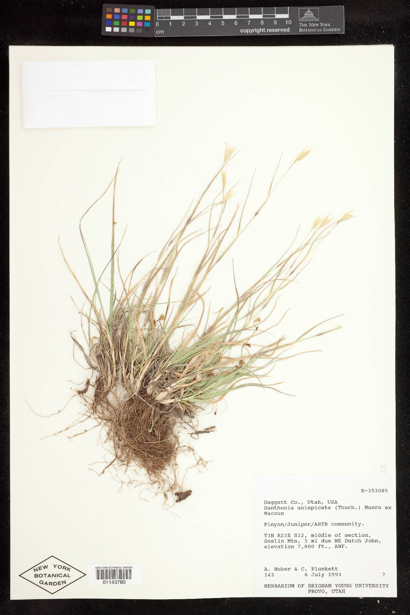 Danthonia unispicata image