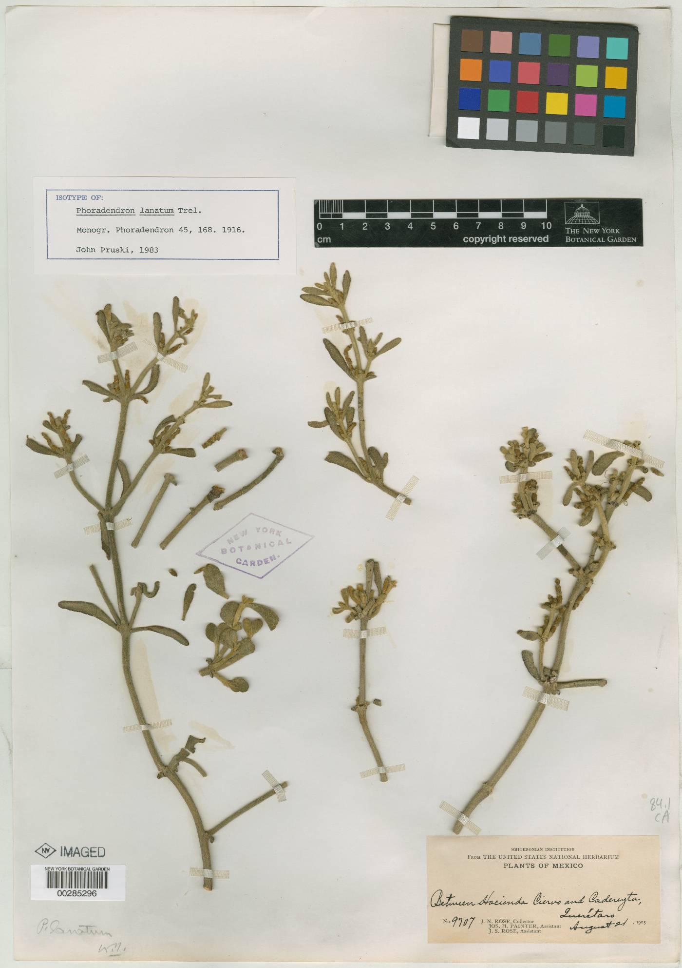 Phoradendron lanatum image