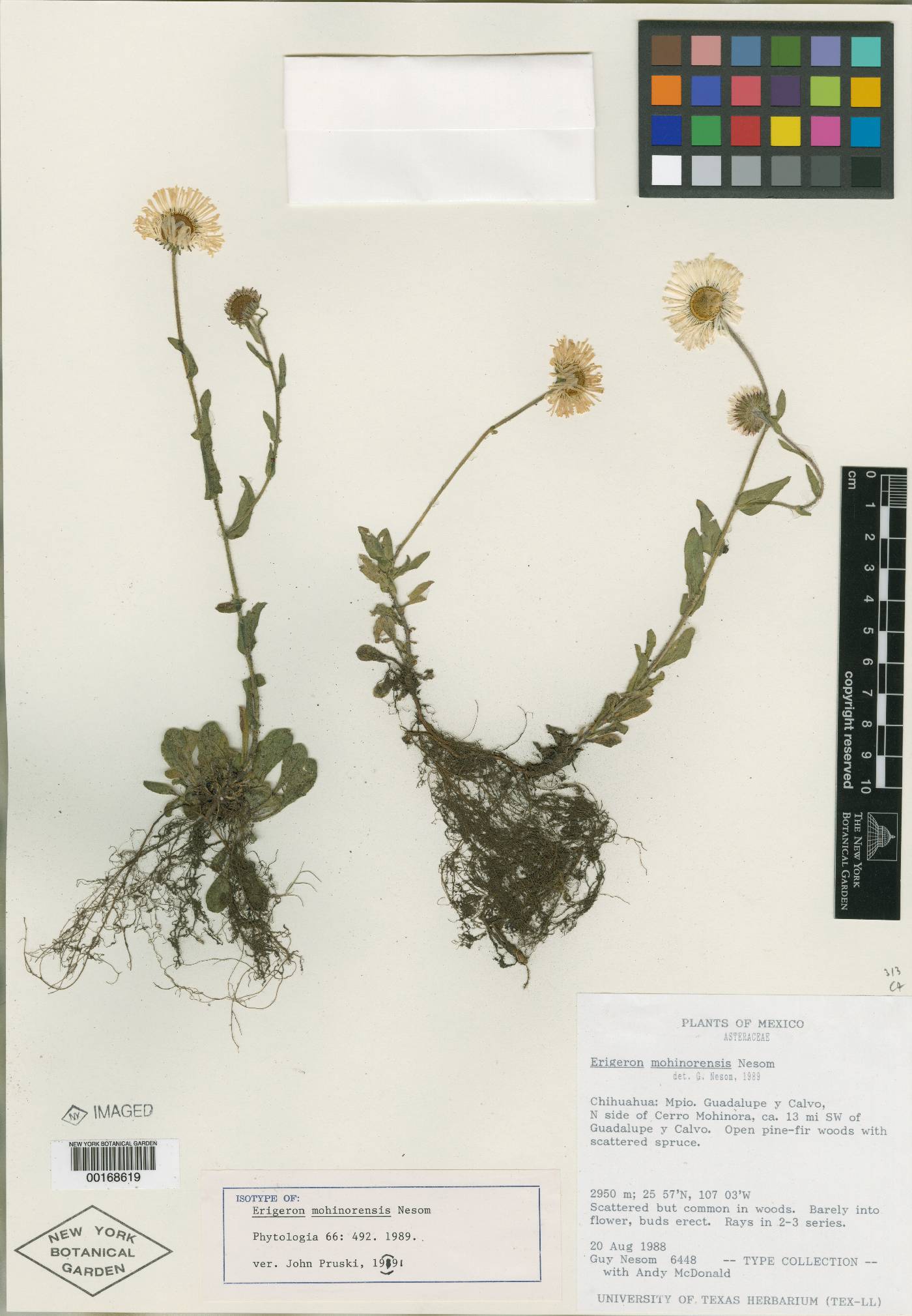 Erigeron mohinorensis image