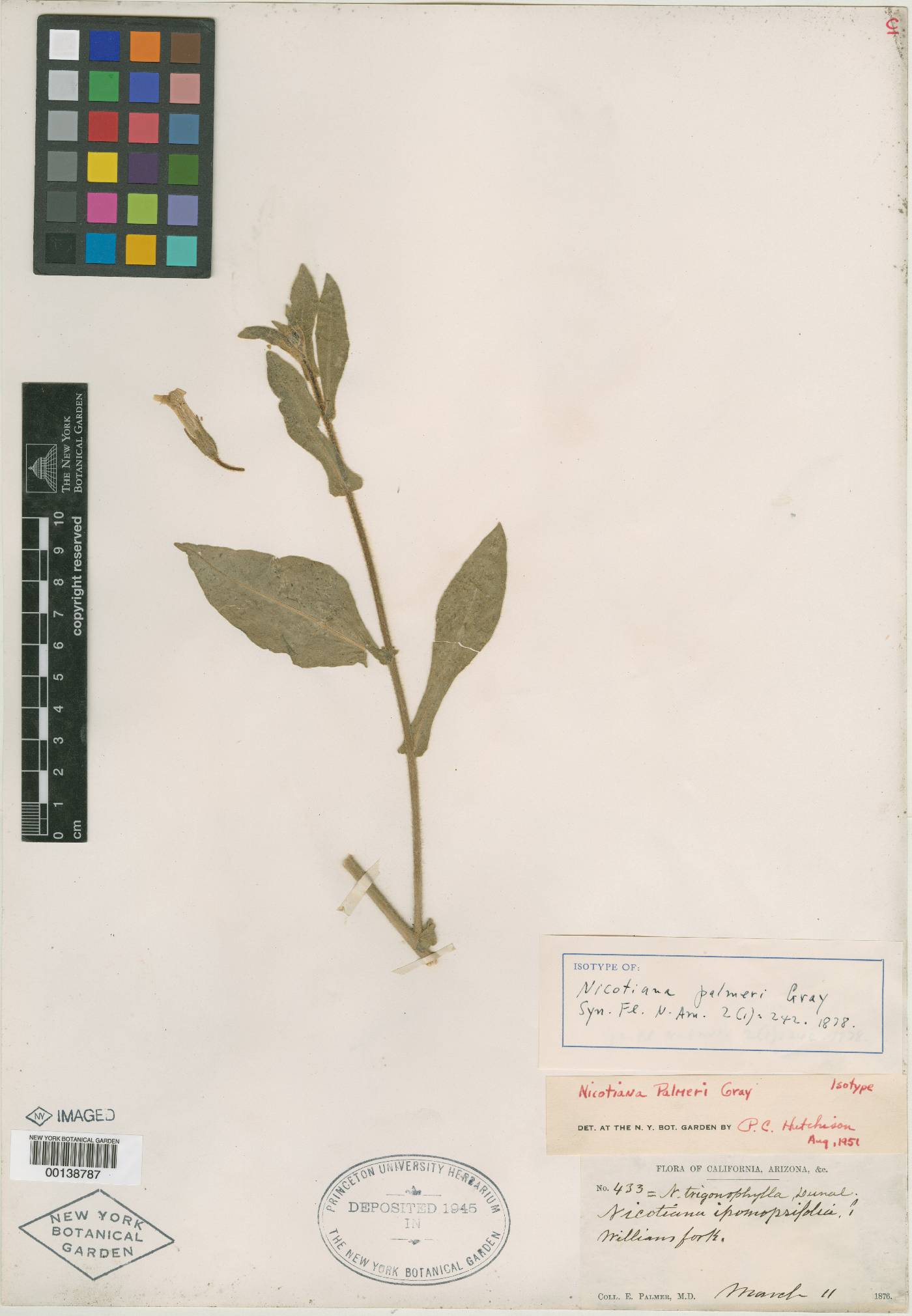 Nicotiana obtusifolia var. palmeri image
