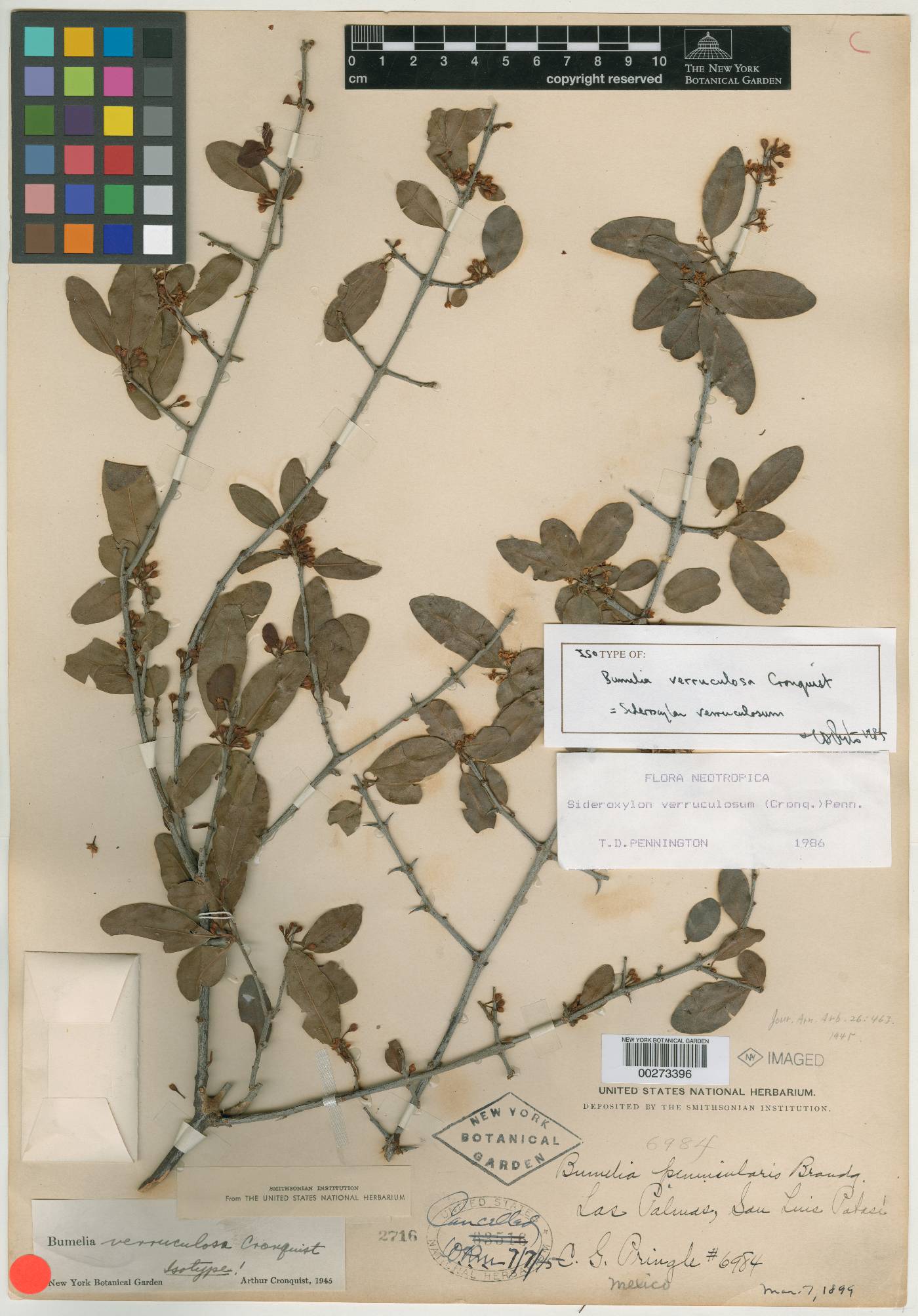 Sideroxylon verruculosum image