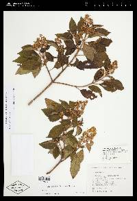 Miconia militis image