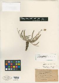 Horkelia sericoleuca image