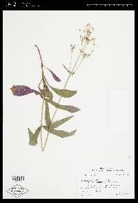 Penstemon australis image