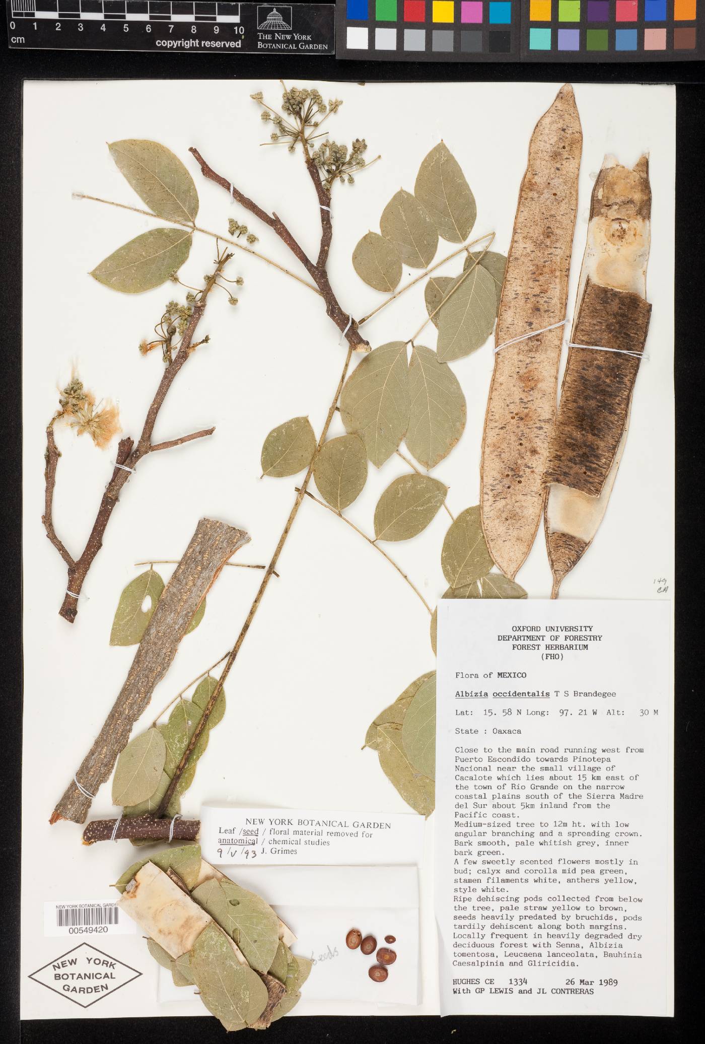 Hesperalbizia occidentalis image