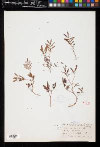 Calliandra humilis var. humilis image