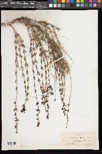 Keckiella rothrockii var. rothrockii image