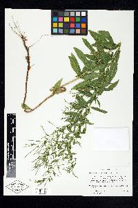 Epilobium hornemannii image