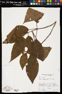 Miconia globulifera image