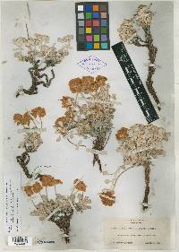 Eriogonum eximium image