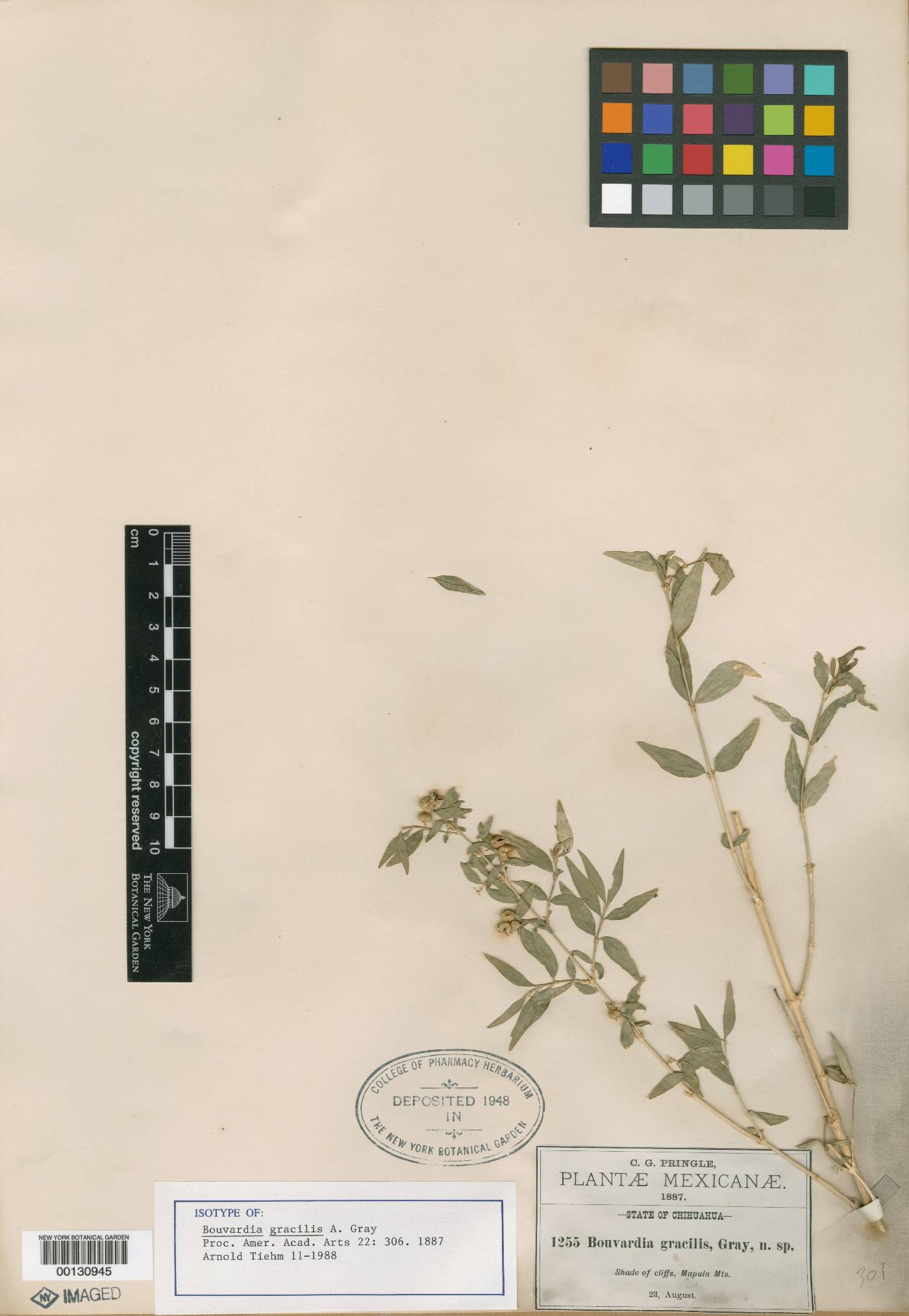 Bouvardia gracilis image