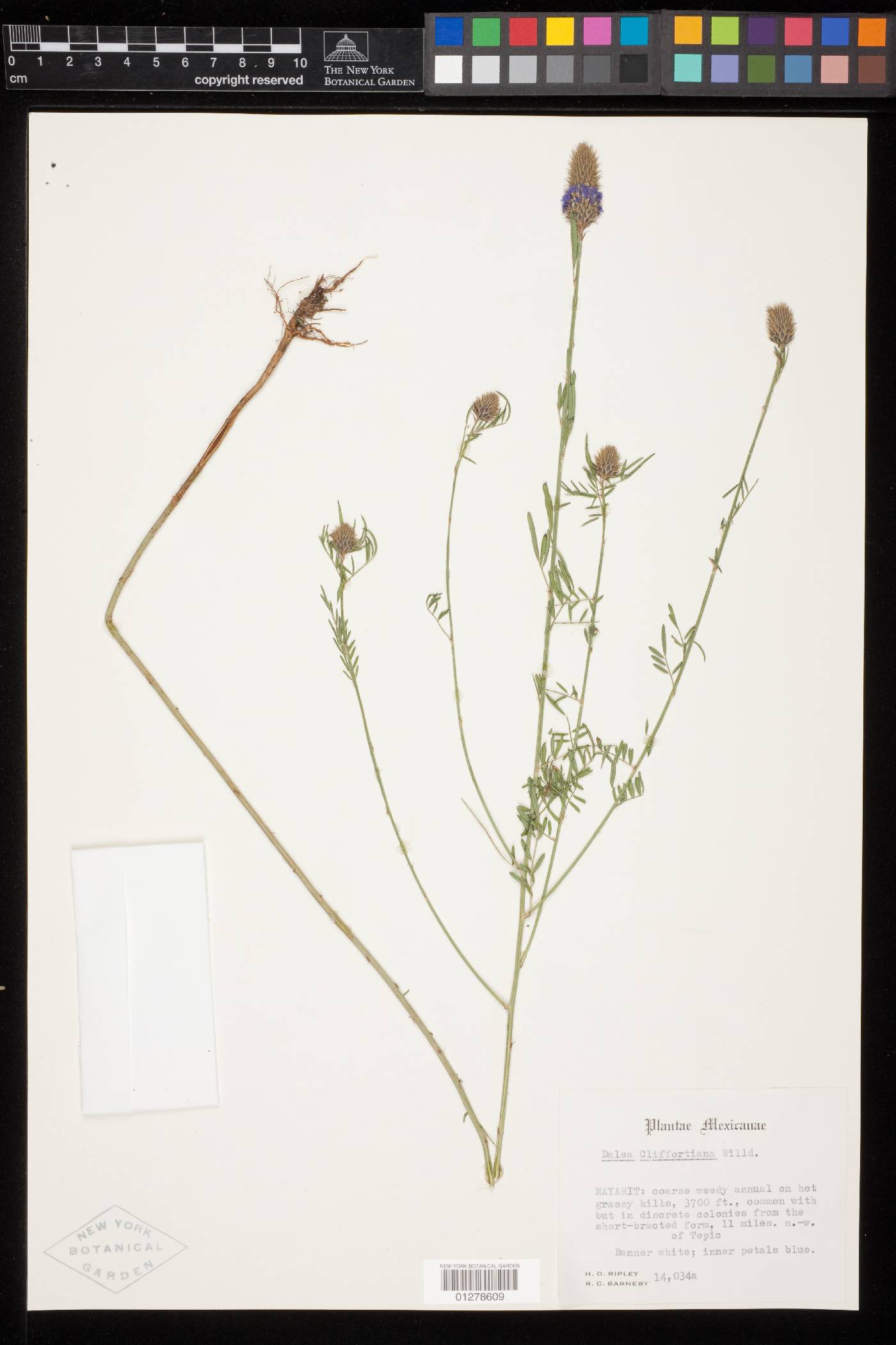 Dalea cliffortiana image