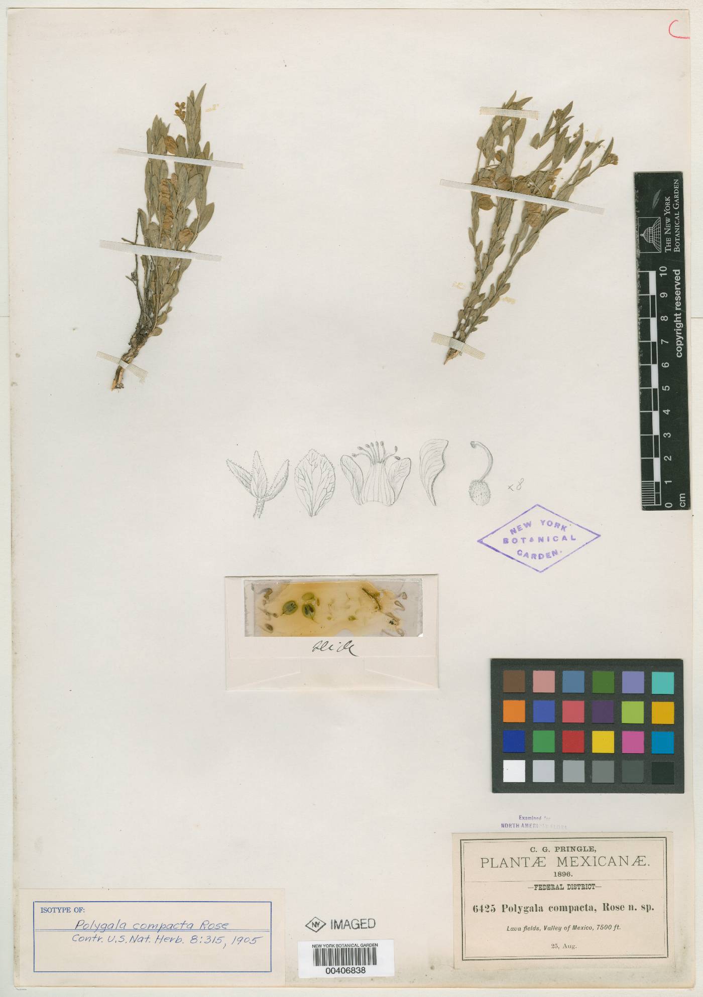 Polygala compacta image