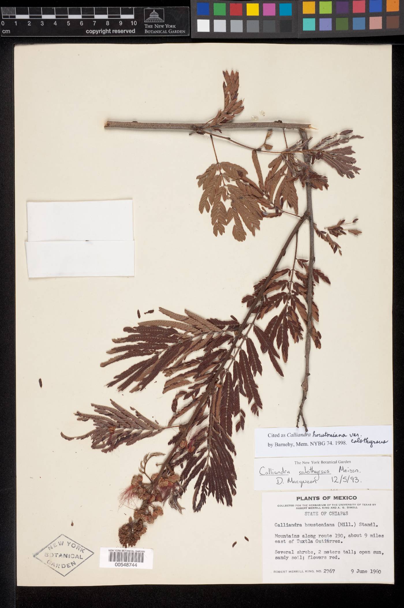 Calliandra houstoniana image