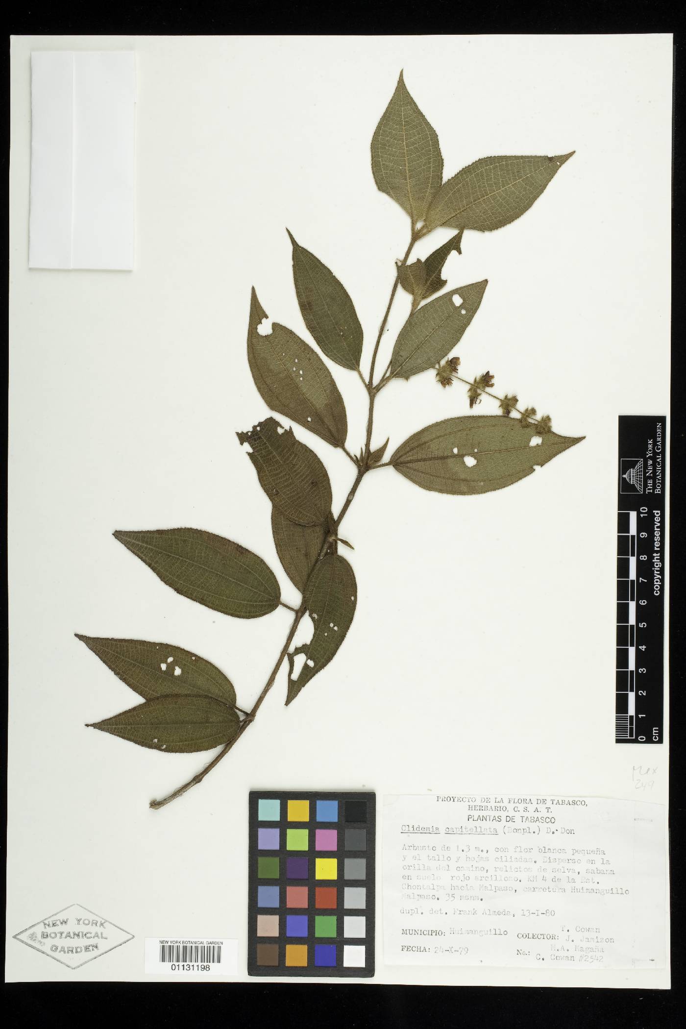 Clidemia capitellata image