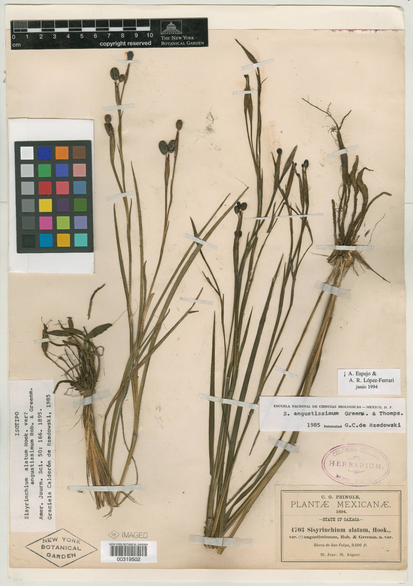 Sisyrinchium angustissimum image