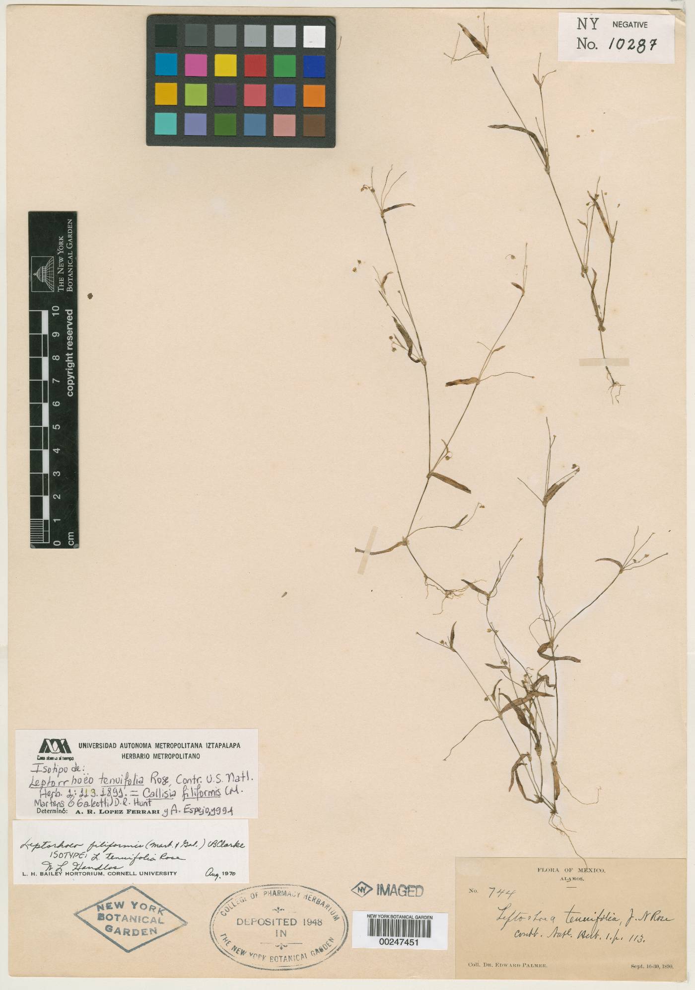 Callisia filiformis image