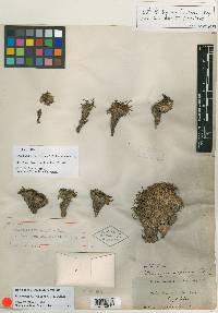 Actinella depressa image