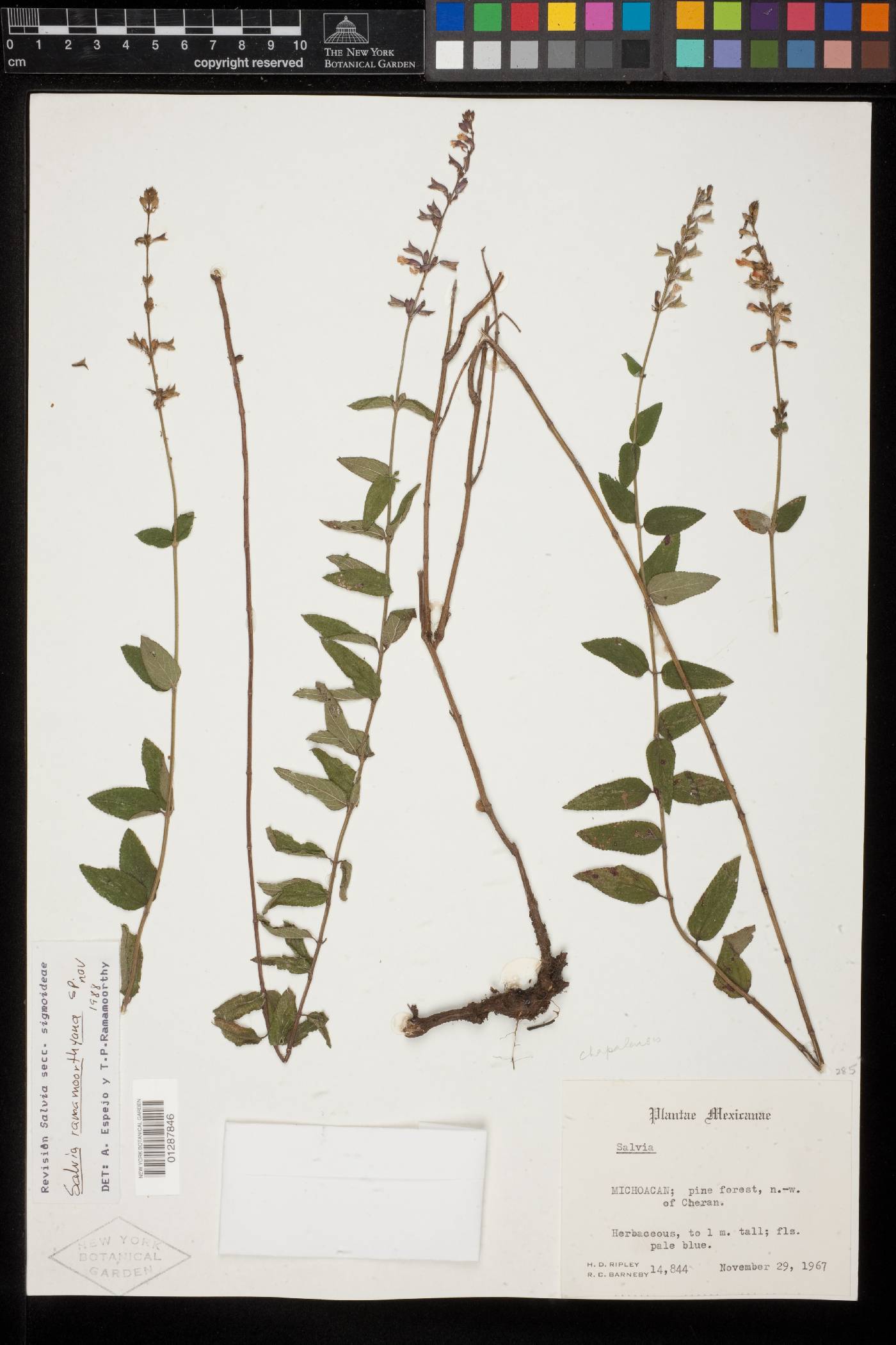 Salvia ramamoorthyana image