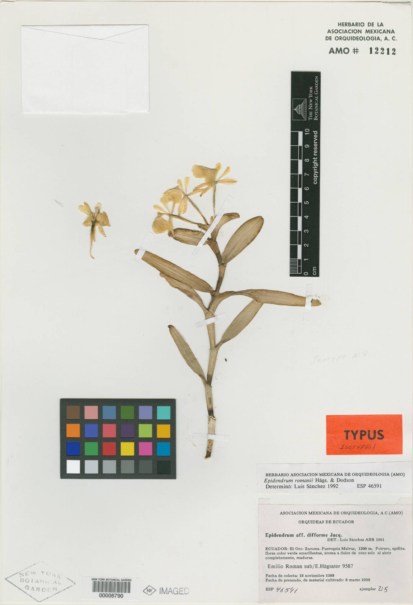 Epidendrum romanii image