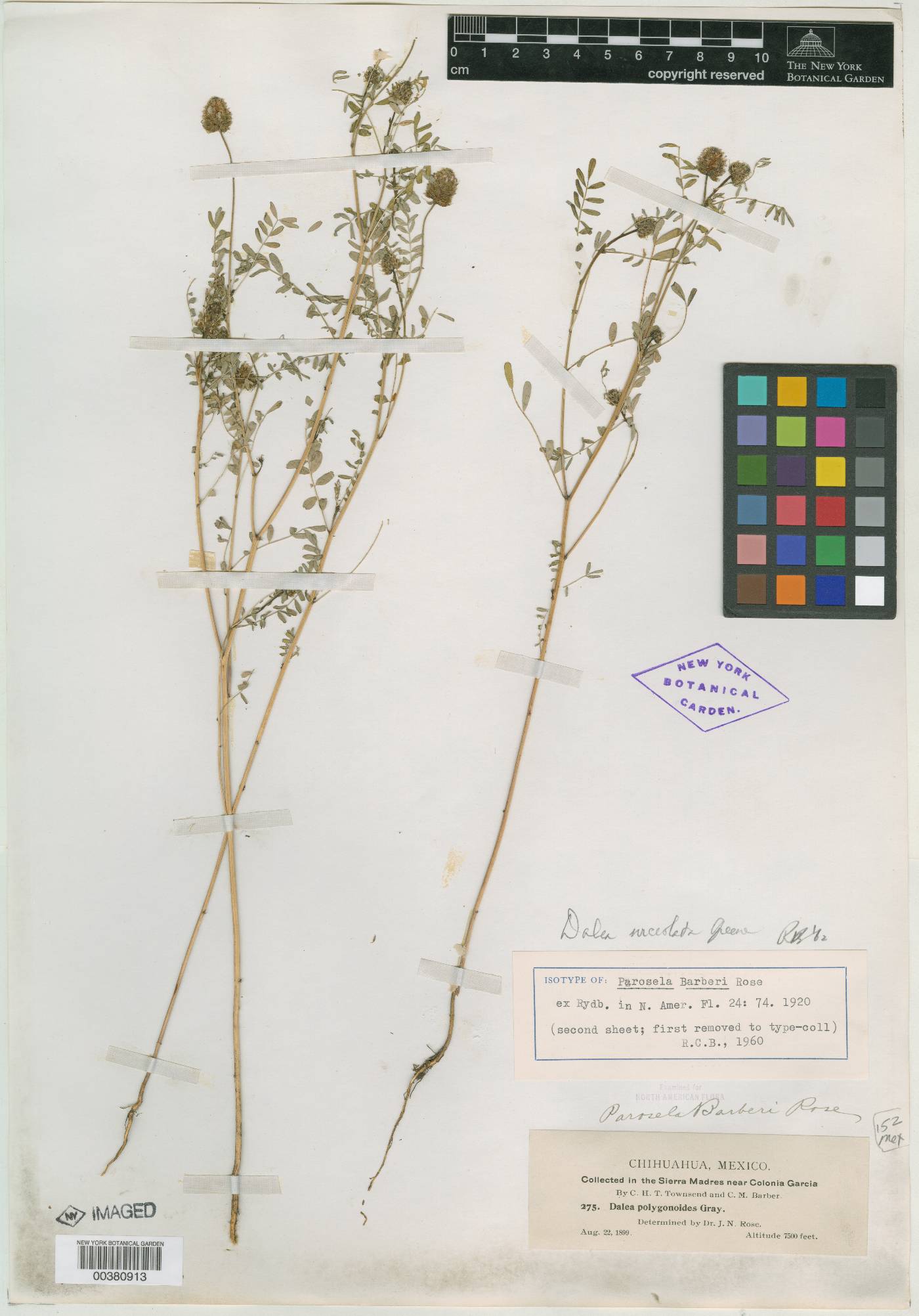 Parosela barberi image