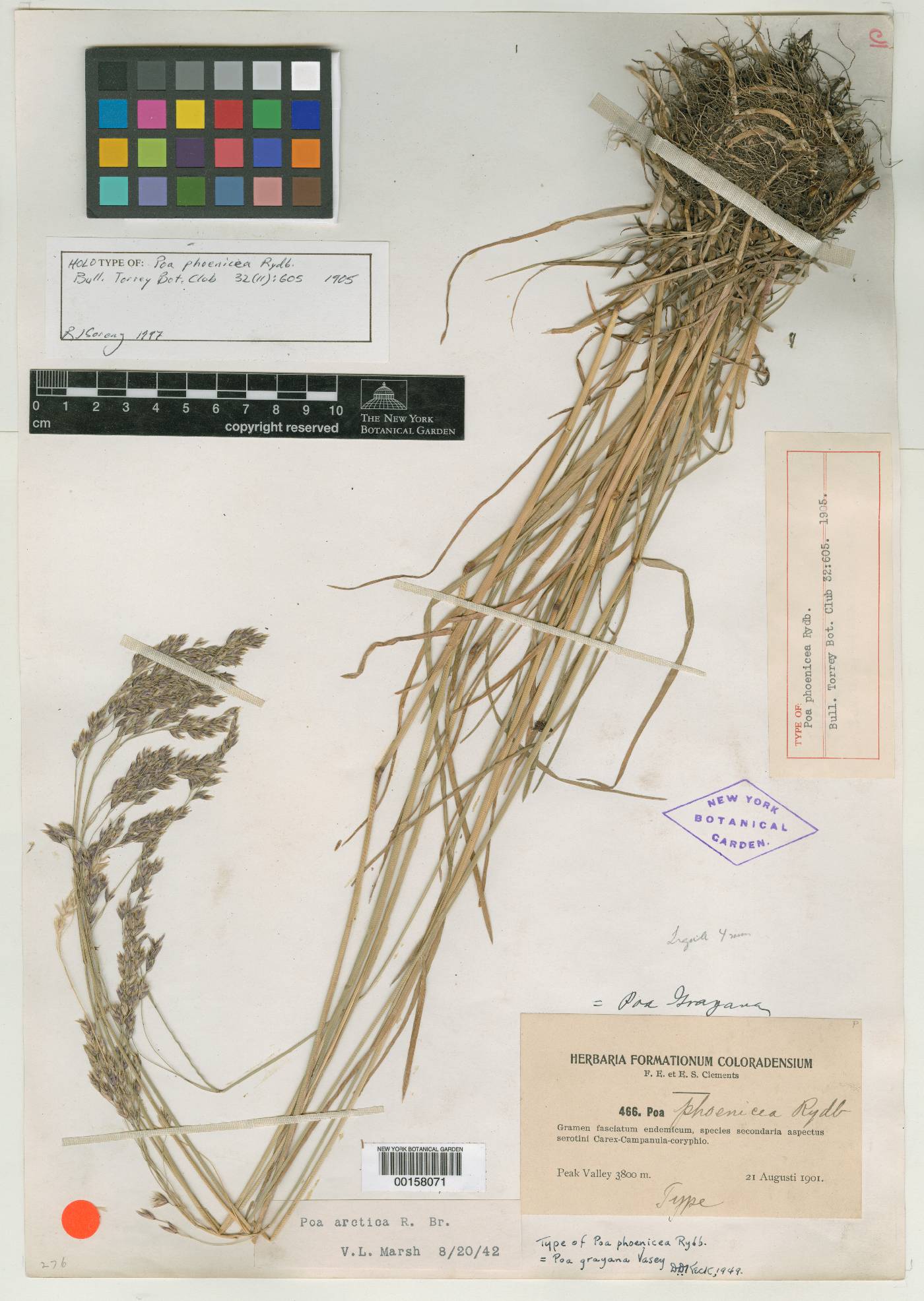 Poa phoenicea image