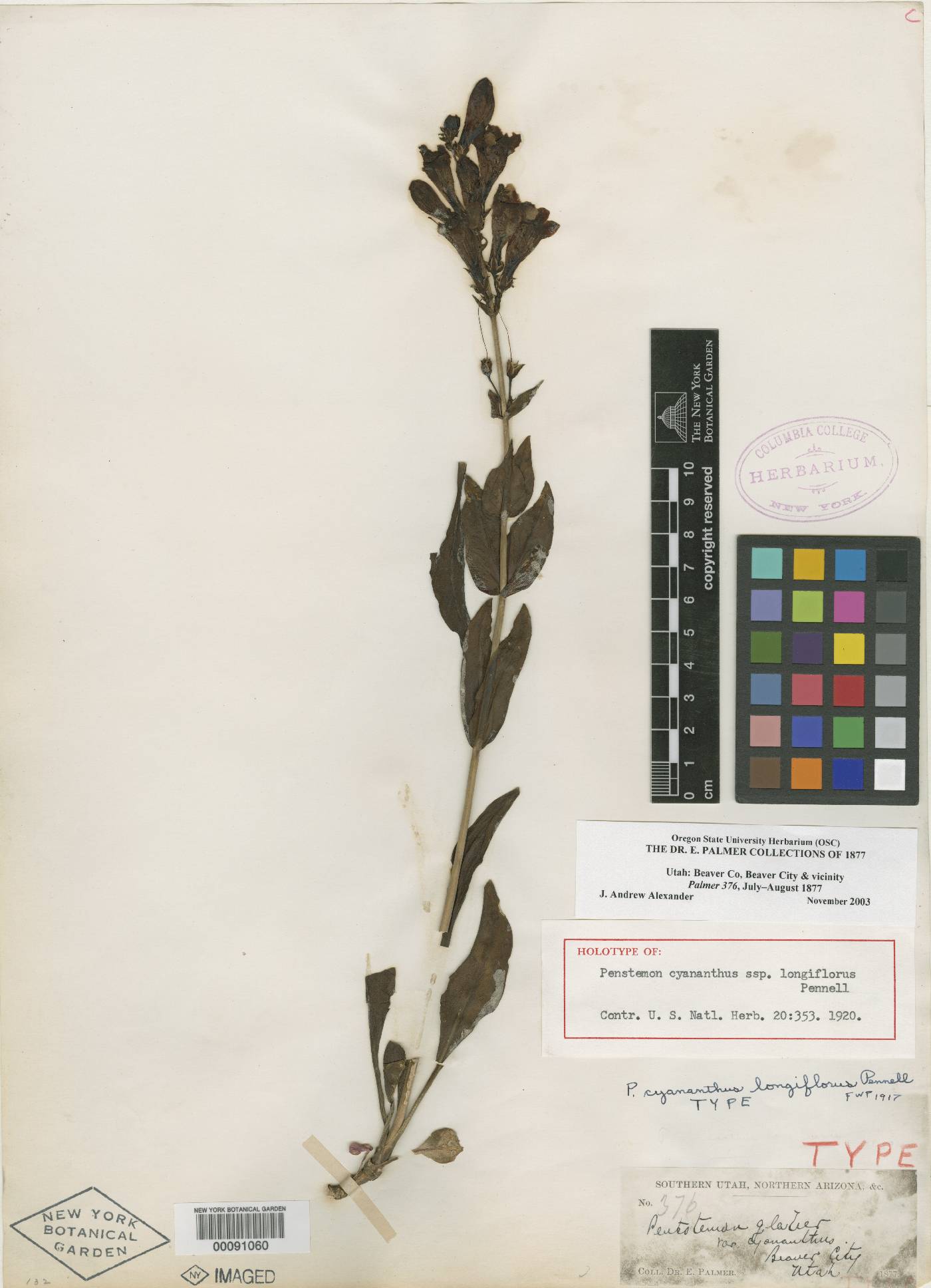 Penstemon cyananthus subsp. longiflorus image