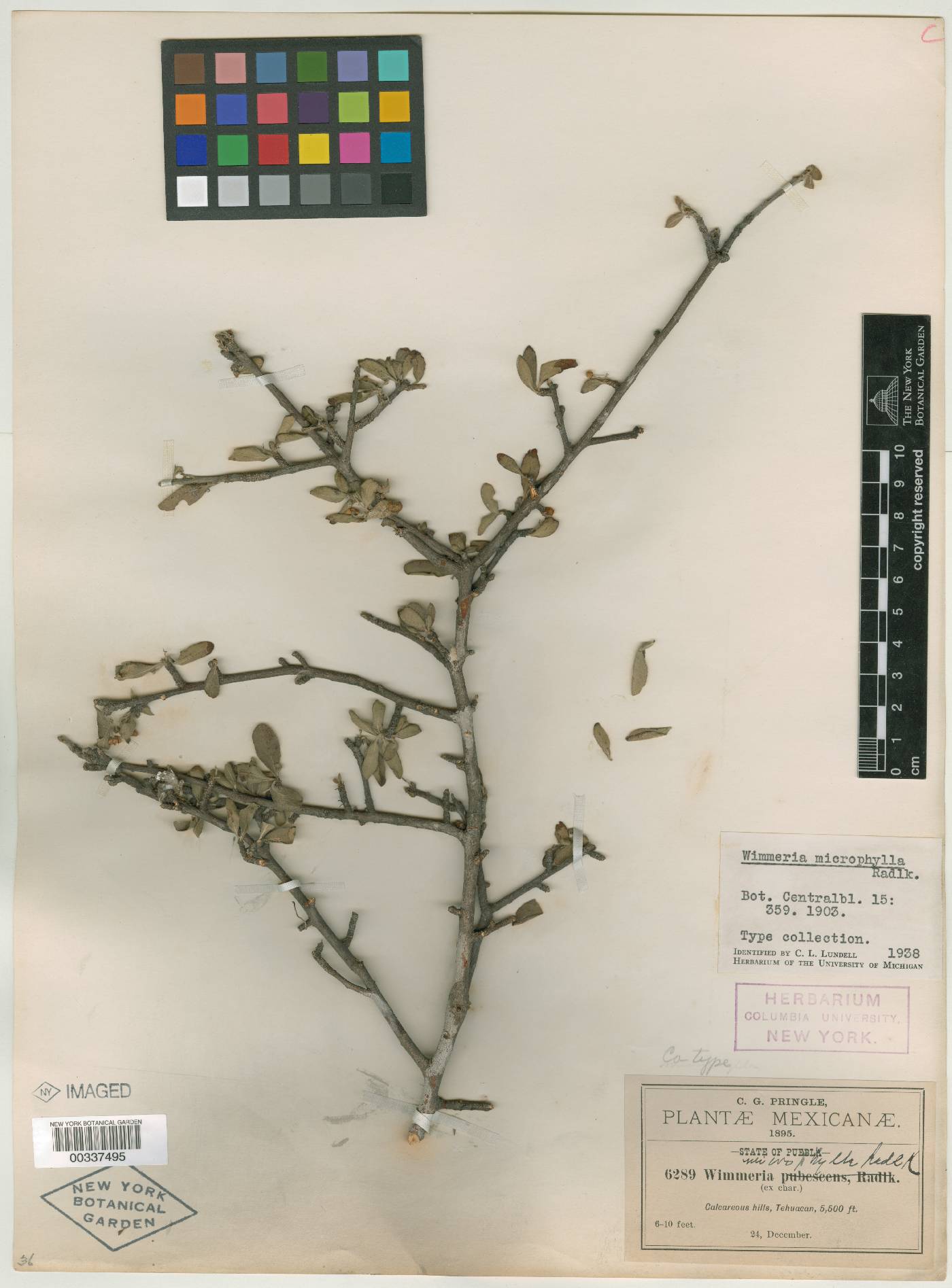 Wimmeria microphylla image