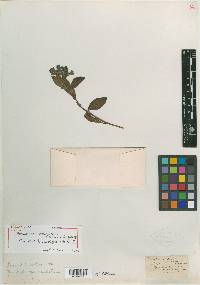 Mertensia viridis var. caelestina image
