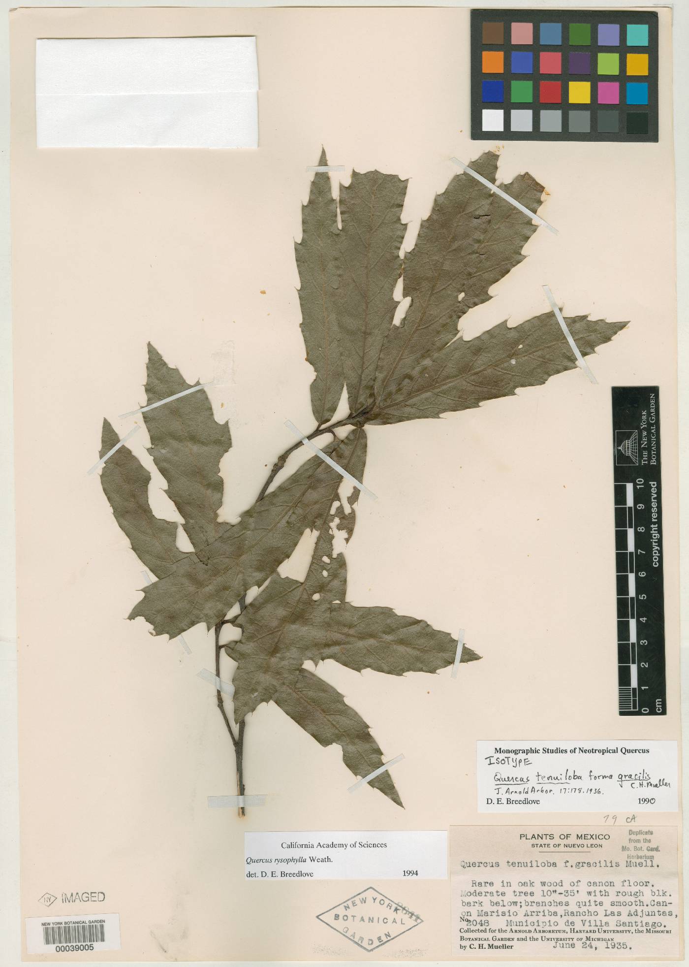 Quercus xalapensis image