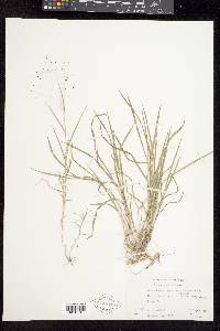 Muhlenbergia asperifolia image