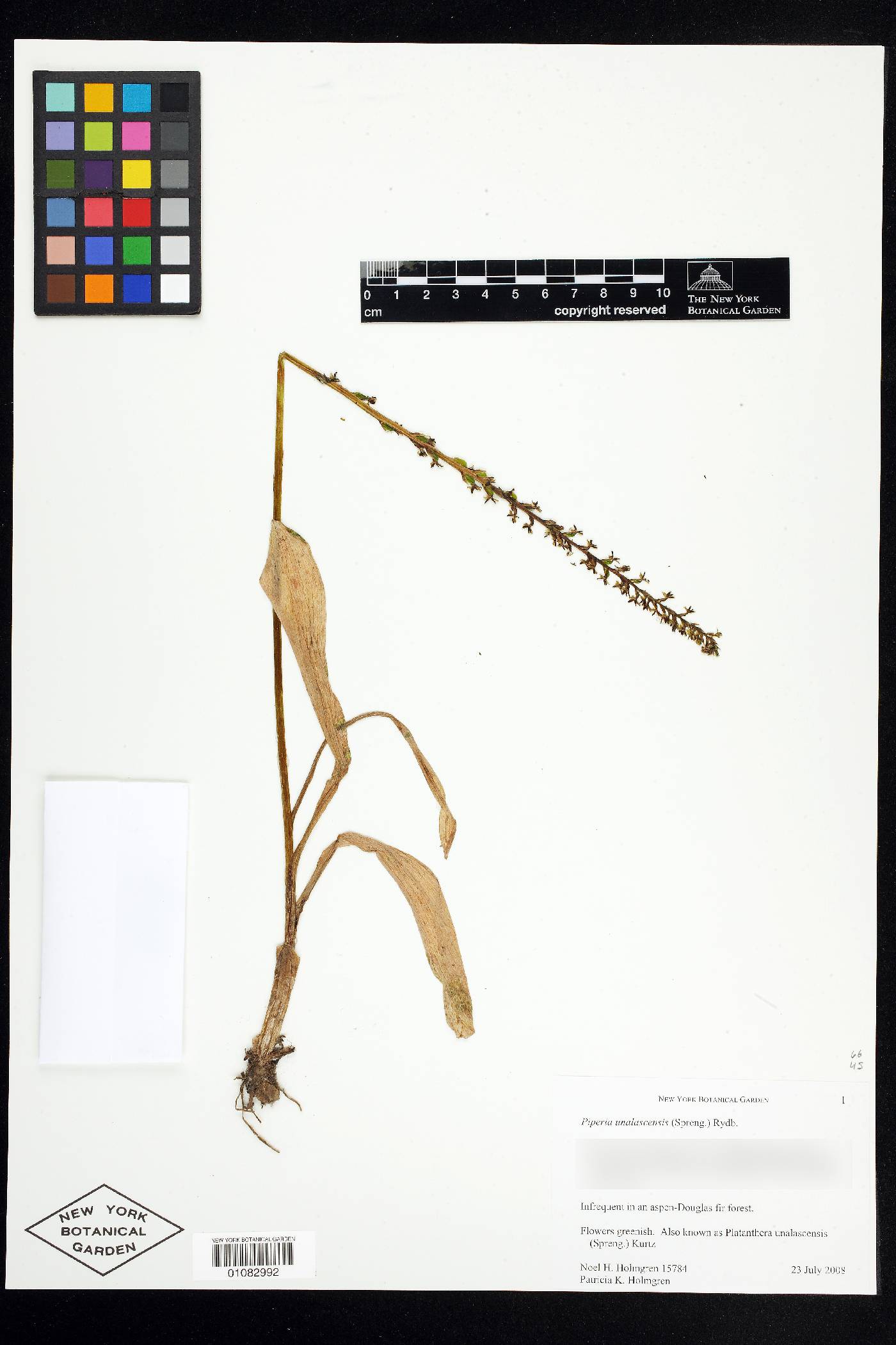 Piperia unalascensis image
