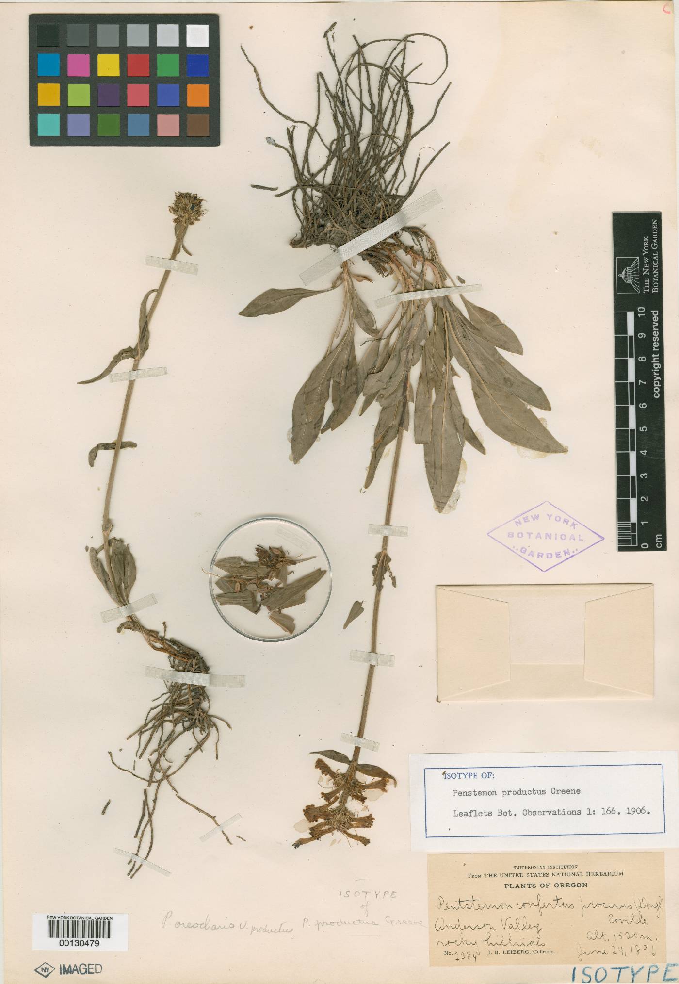 Penstemon productus image