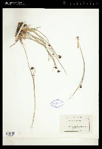 Juncus mertensianus image