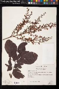 Mimosa watsonii image