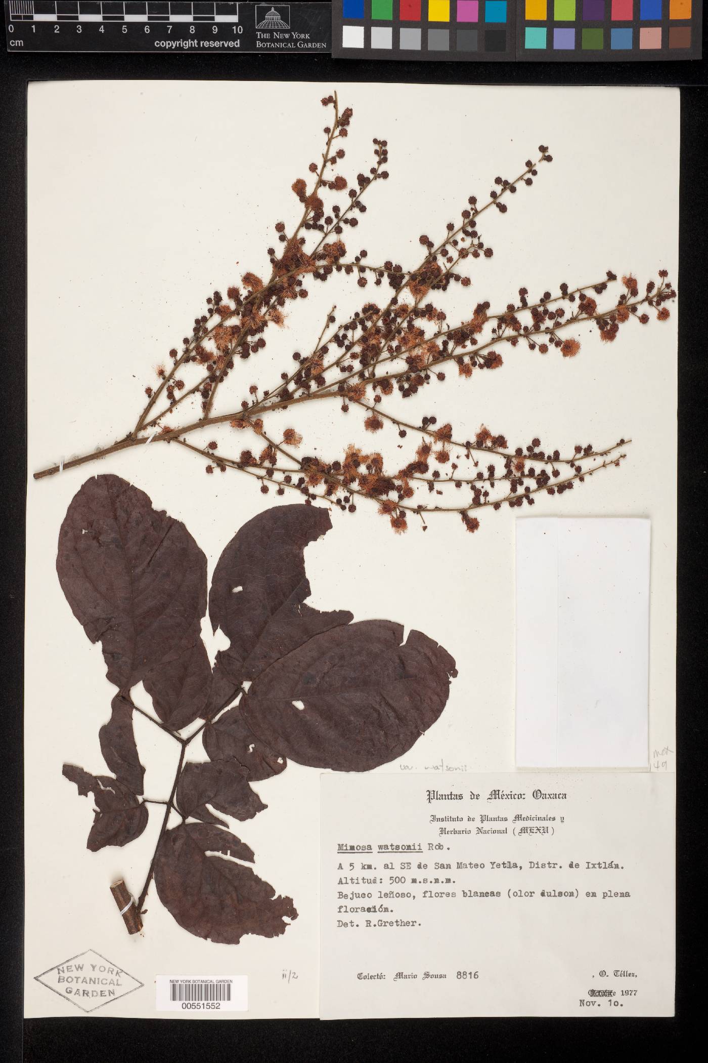 Mimosa watsonii var. watsonii image