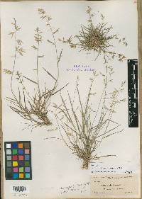 Eragrostis simplex image